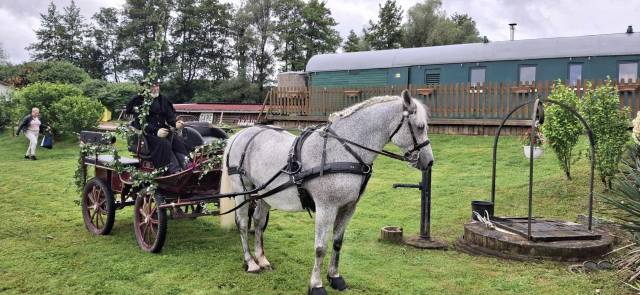 Cheval de trait arabo percheron attelé + calèche marath