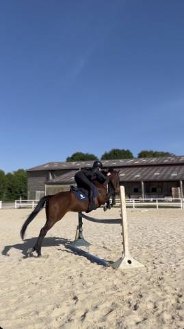 Jument de 8ans à vendre 