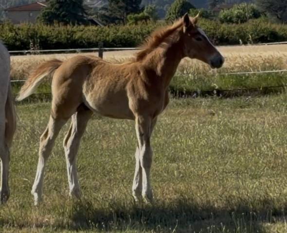 Foal par united touch