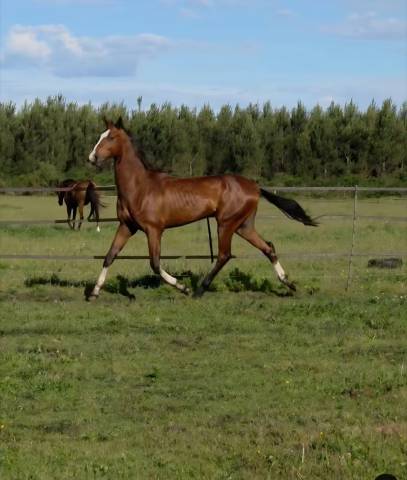 Jeune entier akhal teke