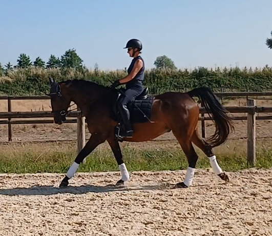 Hongre aes de 9 ans dressage