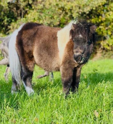 Poney min shetland onc