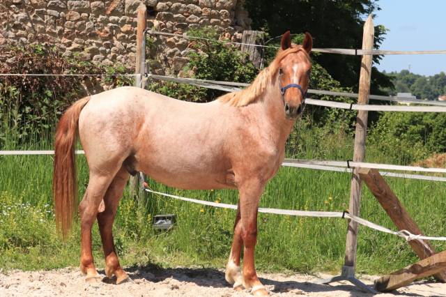 Mâle 2 ans pfs