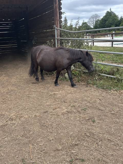 à vendre gentille shetland noire