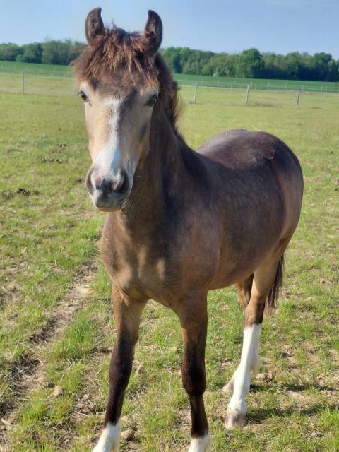 Poney b