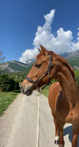⭐️ belle jument à vendre – discrète de sybel ⭐️