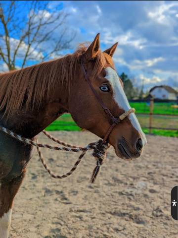 Hongre ,7 ans ,ideal loisirs ,balades