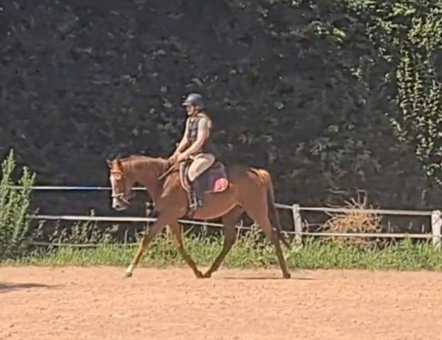 Hongre ps 7 ans