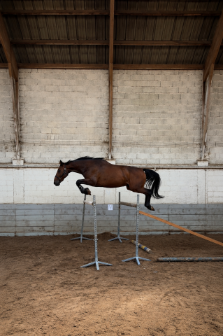 Zangersheide cso - hongre 170 cm - 10 ans - à vendre