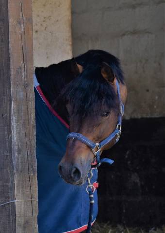 étalon welsh cob