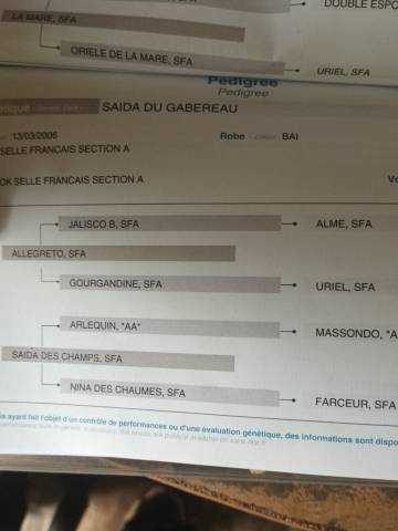 Selle français jument 5 ans 