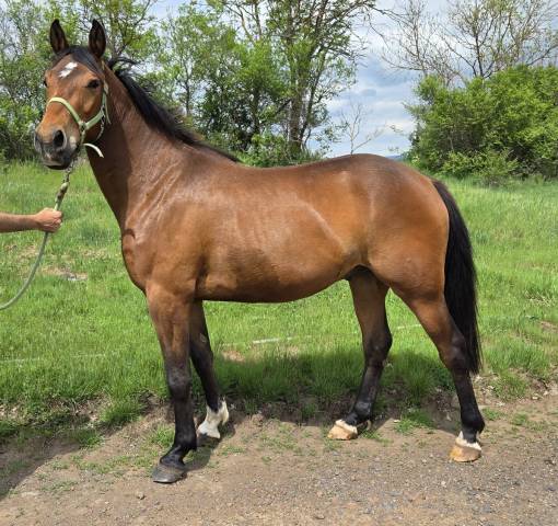 Hongre 3 ans anglo part-bred