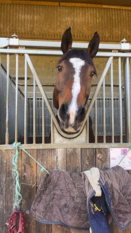 Dp dressage 