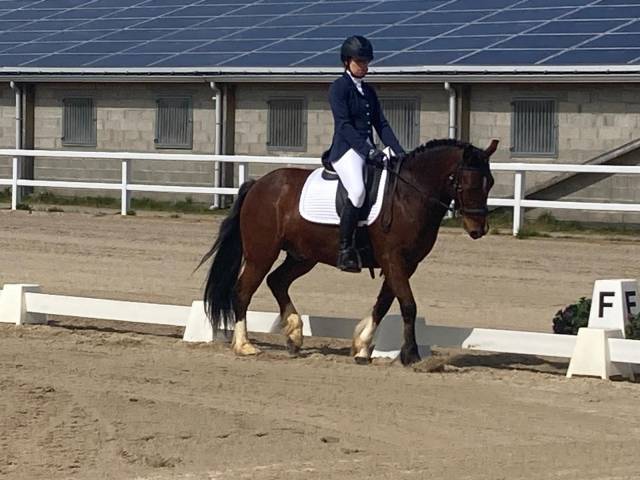 ** delta du gévaudan poney de 13ans **
