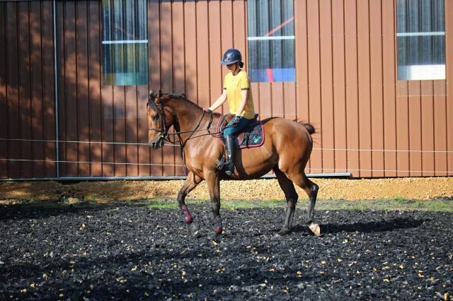 Ganesh, pur-sang réformé de 8 ans