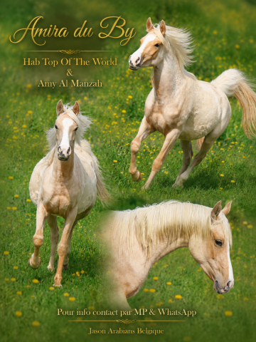Très belle pouliche palomino arabe