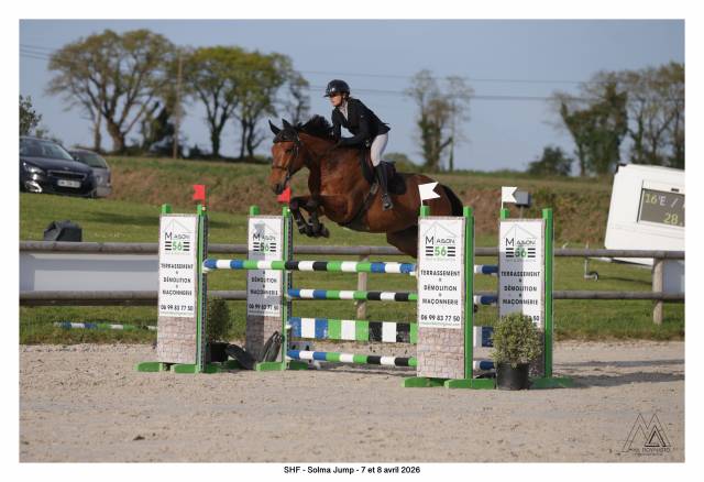 Cheval hongre 6 ans