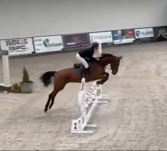 Jument de sport 6 ans