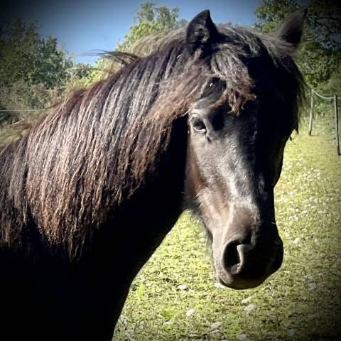 Pouliche dartmoor pleine de charme