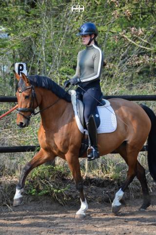 Jument kwpn, dressage am 1