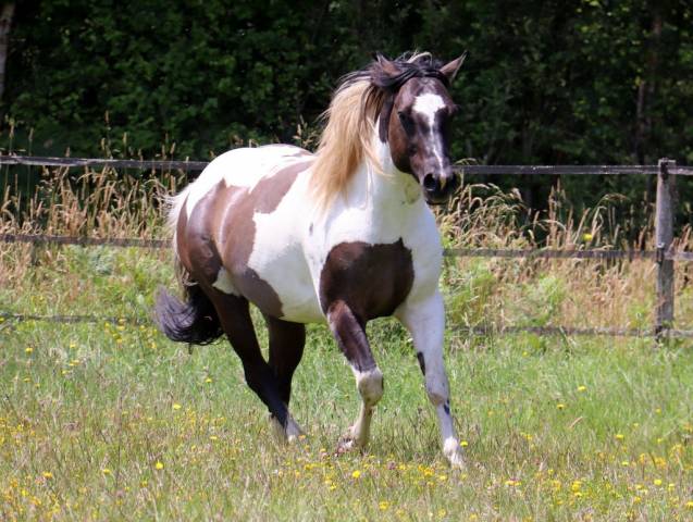West - étalon paint horse grullo tobiano