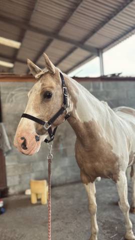 Hongre pie palomino – 14 ans – maître d’école
