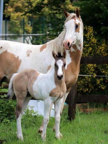 Crush - poulain grullo tobiano origine cutting/ranch