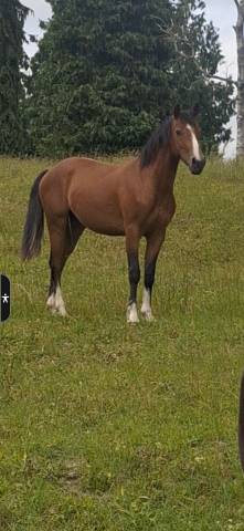 Pfs 2 ans top modele top mental