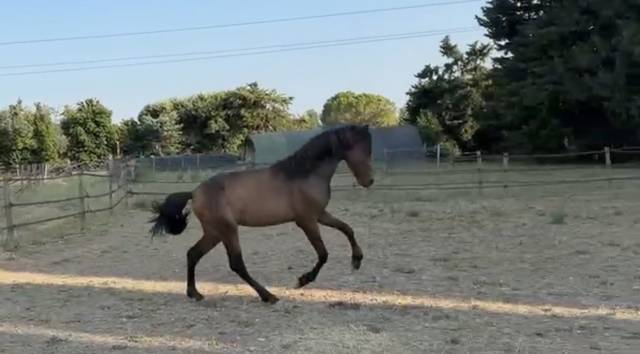 Pouliche pure race espagnole