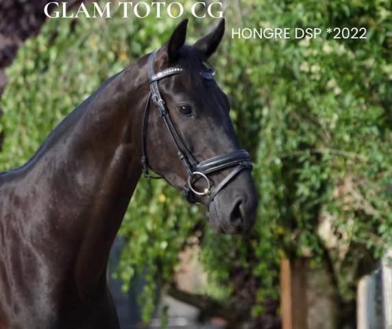 Somptueux hongre par glamourdale / totilas 