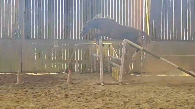 Hongre 2 ans, sf, par master van de helle (bel)