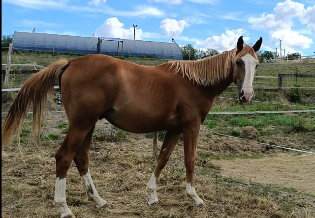 Hongre 2 ans, sf, par master van de helle (bel)