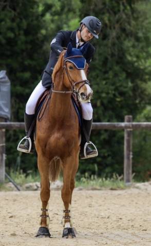Cheval de sport