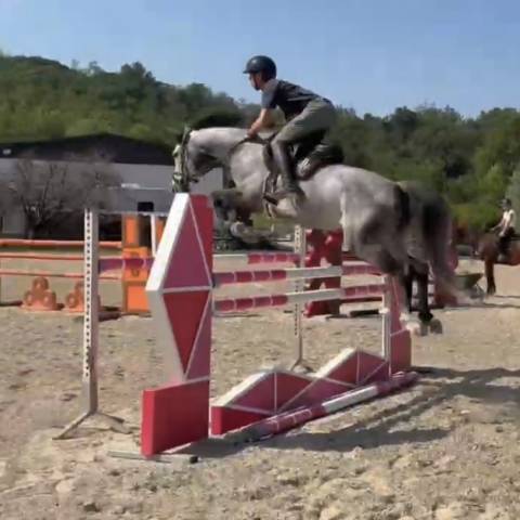 Jument holsteiner a vendre 2019 gris par casall