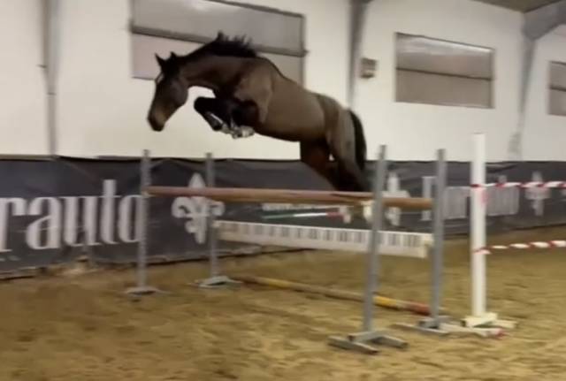 Hongre bwp cheval de sang belge a vendre 2019 bai brun par foncetti vd heffinck