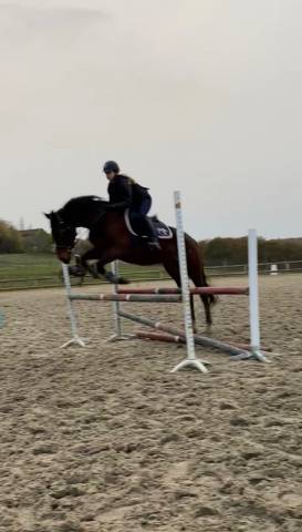 Valsain- pur sang 9 ans à vendre 