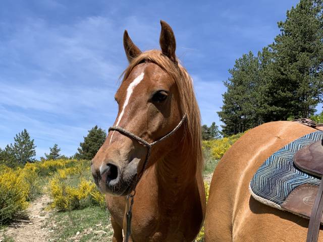 Cheval de loisir oc 5 ans