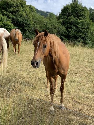 Cheval de loisir oc 5 ans