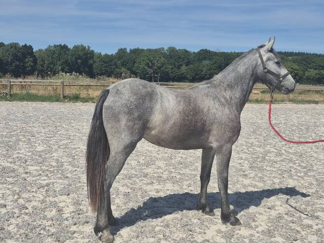 Ponette wpb - cso - cce - sport