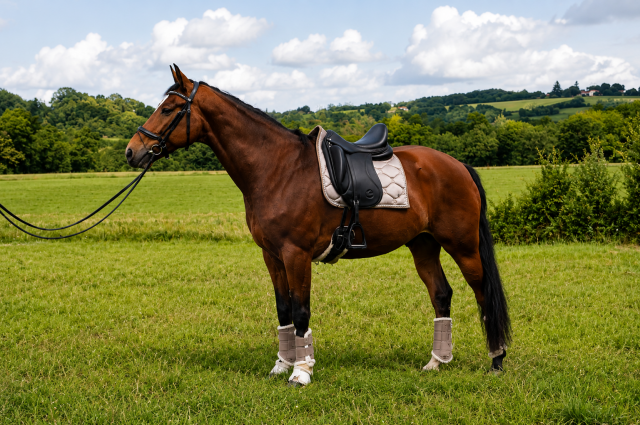Hongre - kwpn - 12 ans - cso / hunter - france 