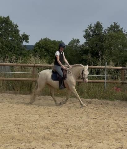 Poney de loisir sympa et polyvalent