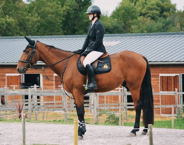 Hongre de 6 ans pour loisir/cso