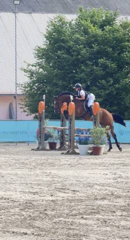Cheval à confier