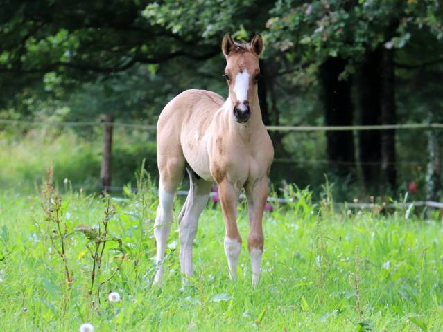Copper - poulain paint horse baydun homozygote tobiano