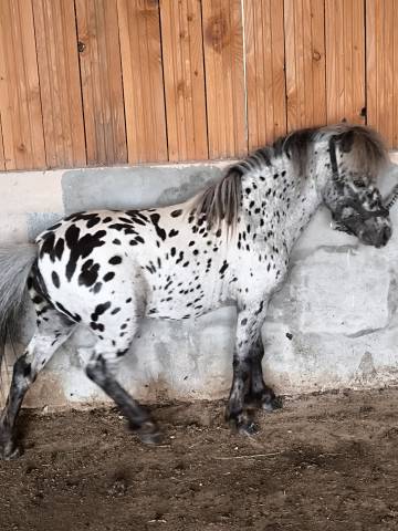 étalon miniature appaloosa léopard