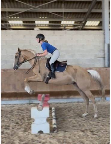 à vendre quarter - oc palomino