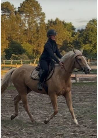 à vendre quarter - oc palomino