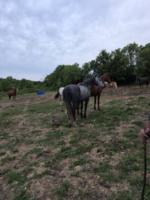 Jeune cheval de 5 ans hongre oc 
