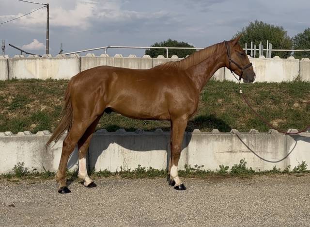 Hongre sf 3 ans monté 