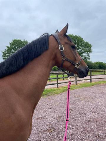 Cheval a vendre
